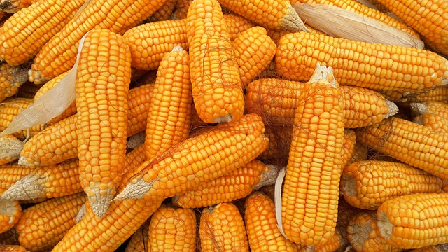 corn 1726017 640