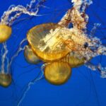 jellyfish 4782098 640