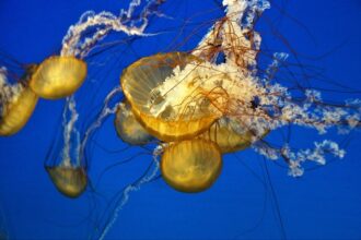 jellyfish 4782098 640