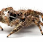 tarantula spider