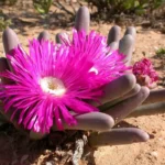 South African subterranean plant